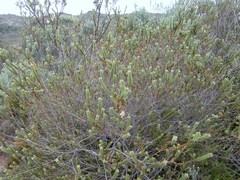 Struthiola argentea