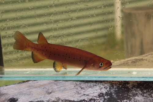 Galaxias truttaceus