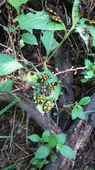 Oncopeltus orourkeae