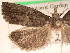 Eucosma sombreana