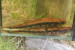 Pseudaphritis urvillii