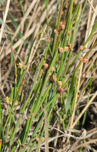Image of Ephedra monosperma by (c) Юлия, some rights reserved (CC BY)