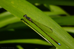 Argentagrion ambiguum