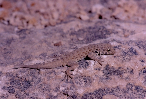 Guweira Semaphore Gecko