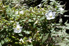 Calystegia tuguriorum