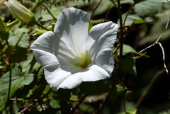 Calystegia tuguriorum