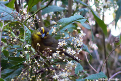 Atlapetes citrinellus