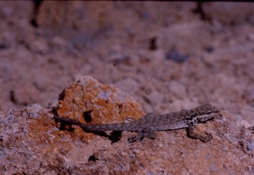 Middle Eastern Rock Gecko