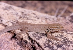 Pristurus popovi