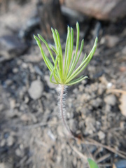 Eriospermum proliferum