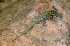 Quedenfeldtia trachyblepharus
