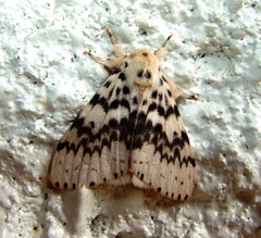 Lymantria antennata