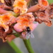 Ophiomyia lantanae - Photo (c) Subhajit Roy, alguns direitos reservados (CC BY-NC-ND), uploaded by Subhajit Roy
