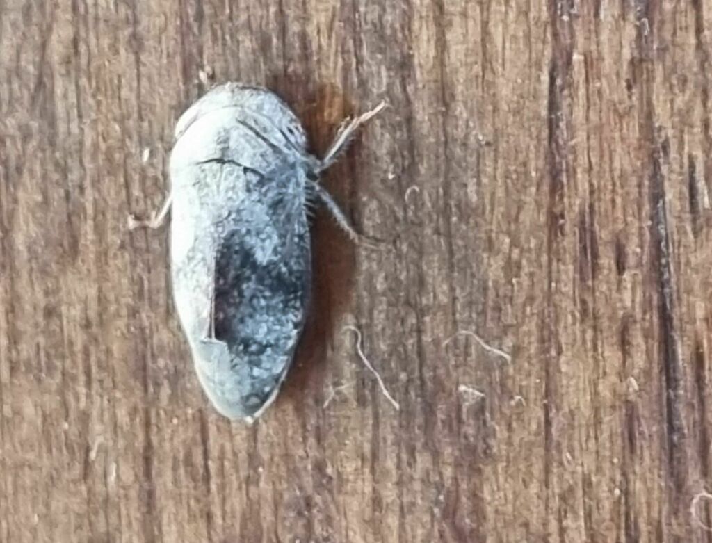Citorus atripes