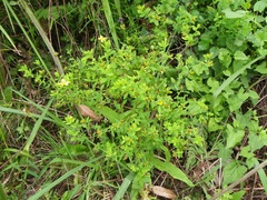 Hypericum natalense