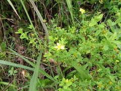 Hypericum natalense