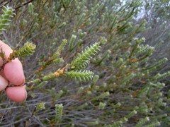 Struthiola argentea