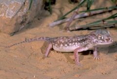 Stenodactylus petrii