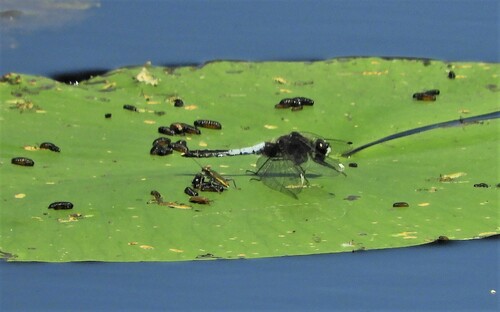 Lilypad Whiteface, Oisterwijk, Nederland, photo 8 of 10