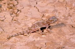 Stenodactylus mauritanicus