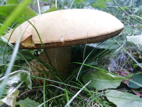 Suillellus luridus — (c) Petra Caltová, some rights reserved (CC BY)