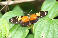Heliconius hecale melicerta