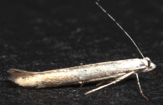 Stereomita andropogonis