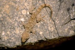 Tarentola mauritanica mauritanica