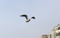 Chroicocephalus ridibundus