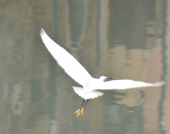 Egretta garzetta
