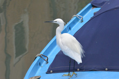 Egretta garzetta