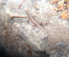 Tropidurus semitaeniatus