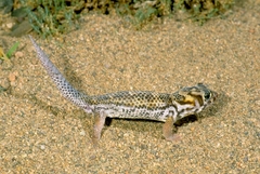 Teratoscincus scincus