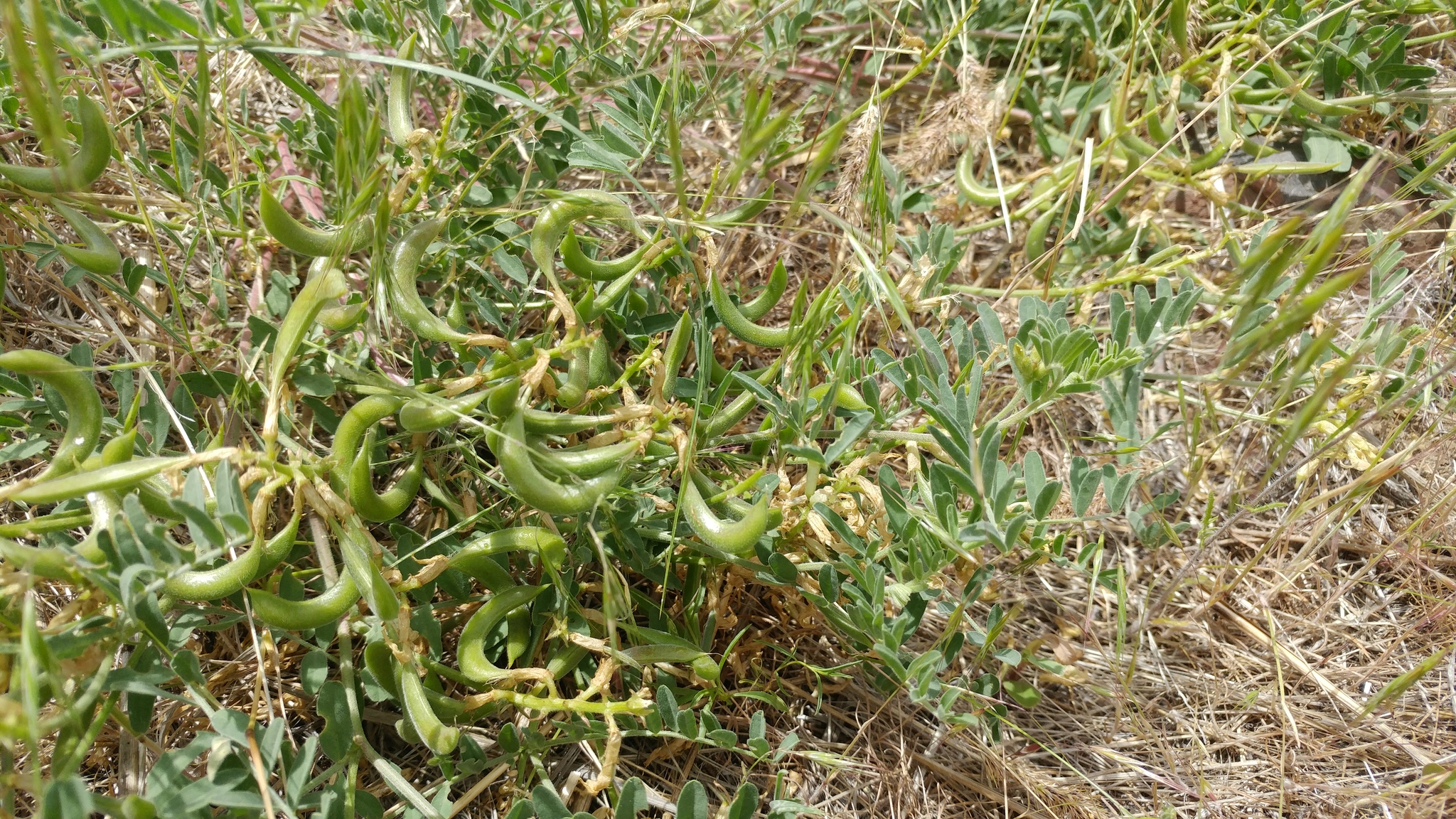 Astragalus sinuatus