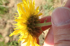 Berkheya setifera