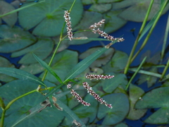 Persicaria