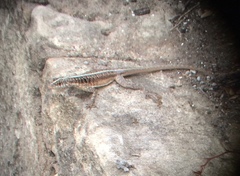 Tropidurus semitaeniatus
