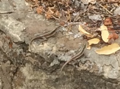 Tropidurus semitaeniatus