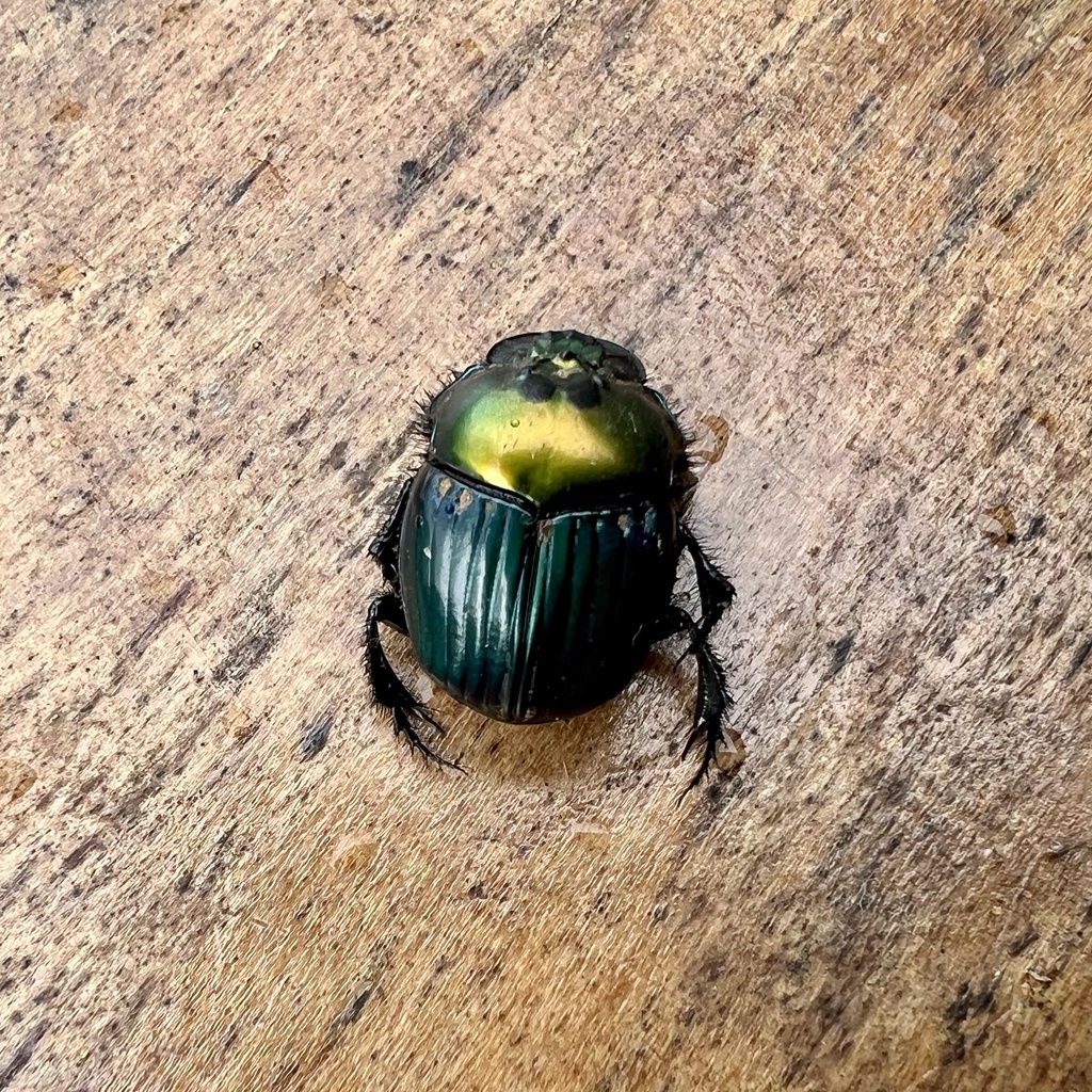 Phanaeus dejeani