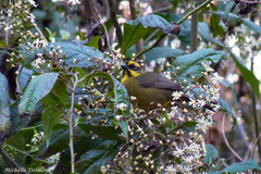 Atlapetes citrinellus