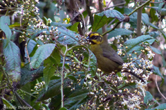 Atlapetes citrinellus