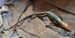 Emoia cyanogaster