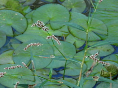 Persicaria