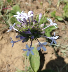 Pentanisia prunelloides