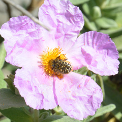 Oxythyrea