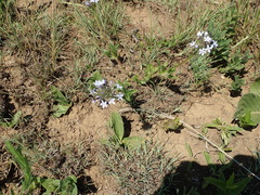 Pentanisia prunelloides