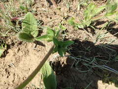Pentanisia prunelloides