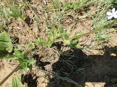 Pentanisia prunelloides