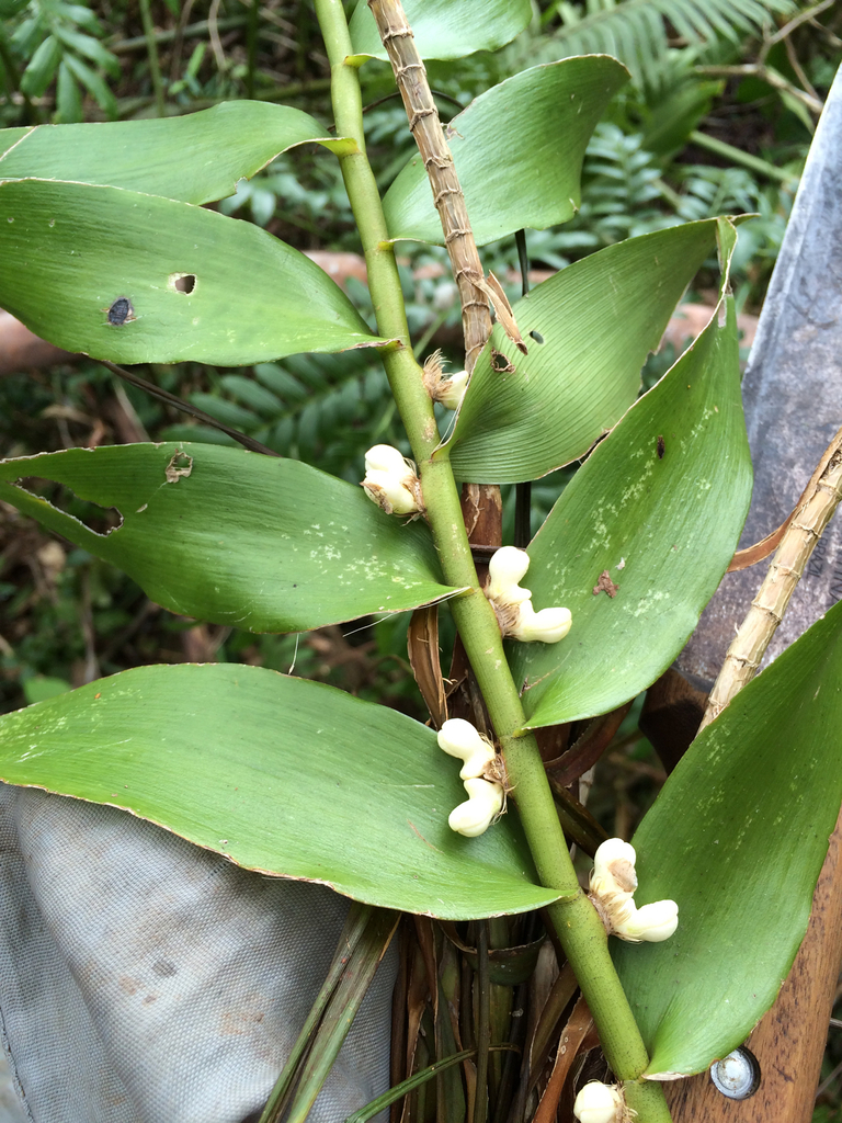 Dendrobium campbellii P.J.Cribb & B.A.Lewis