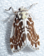 Pseudoadites frigida